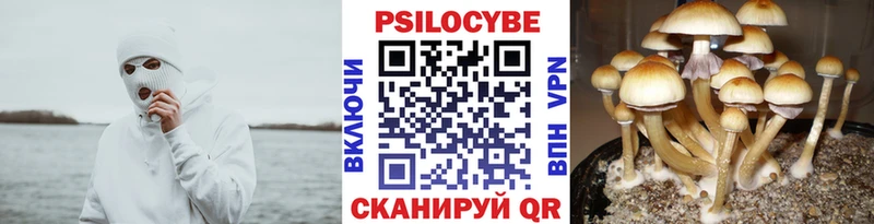 продажа наркотиков  Брянск  Псилоцибиновые грибы Psilocybe 